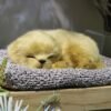 Sleeping Puppy Car Dashboard Ornament - Image 18