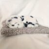 Sleeping Puppy Car Dashboard Ornament - Image 12
