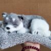 Sleeping Puppy Car Dashboard Ornament - Image 14